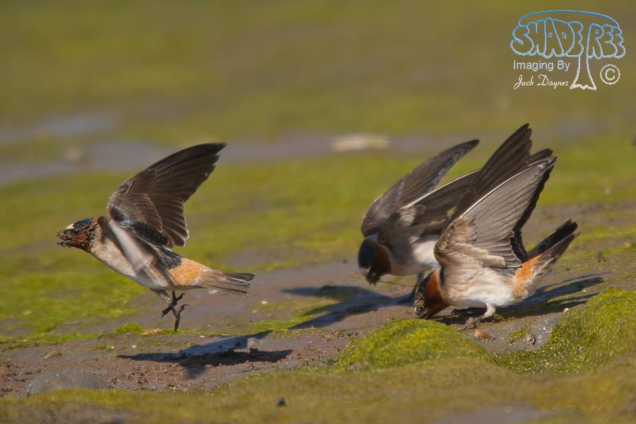 Cliff Swallow - Petrochelidon pyrrhonota