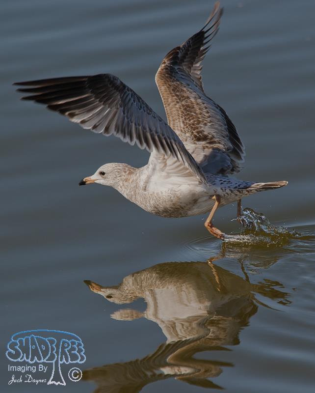 California Gull - Larus californicus