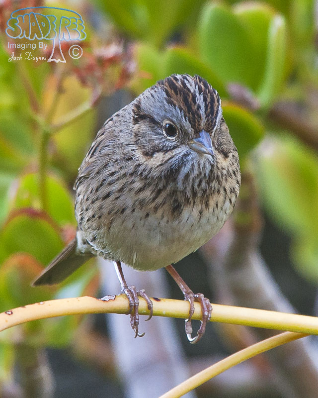 Lincoln's Sparrow - Melospiza lincolnii