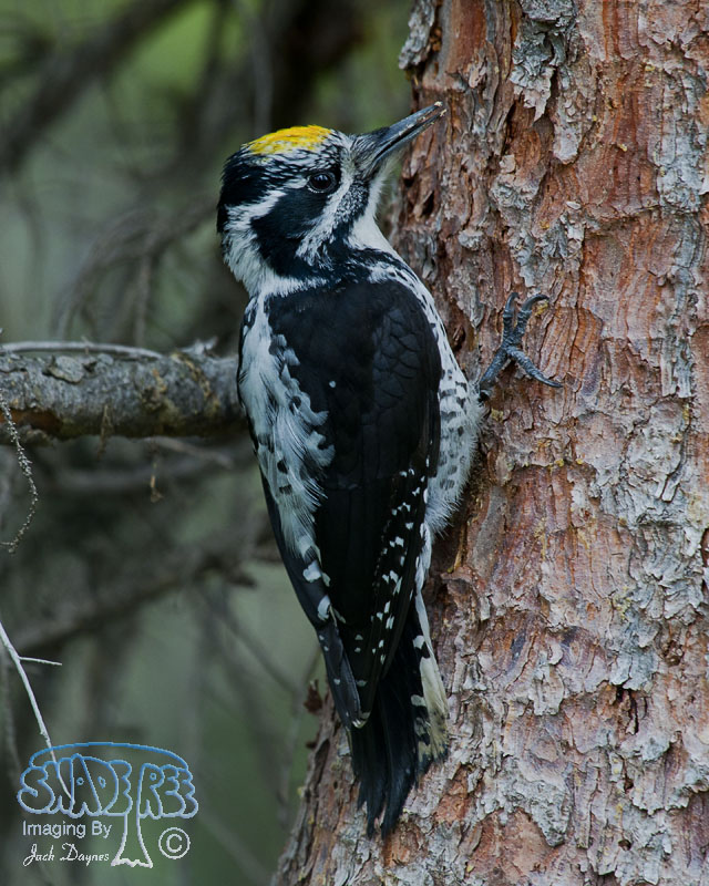 American Three-Toed Woodpecker - Picoides dorsalis