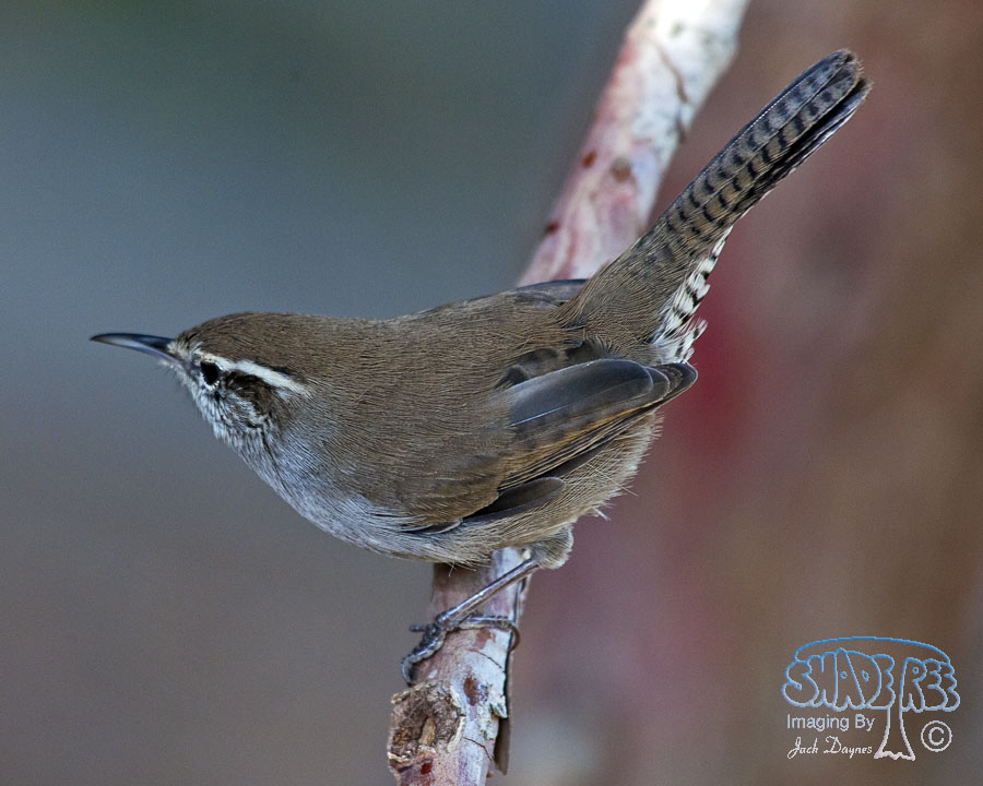 Bewick's Wren - Thryomanes bewickii