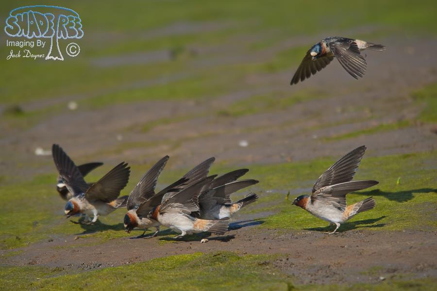 Cliff Swallow - Petrochelidon pyrrhonota