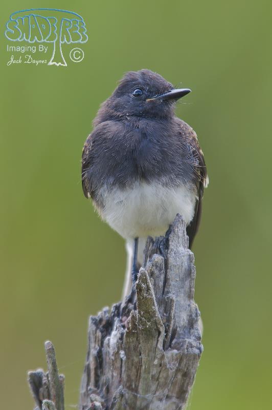 Black Phoebe - Sayornis nigricans