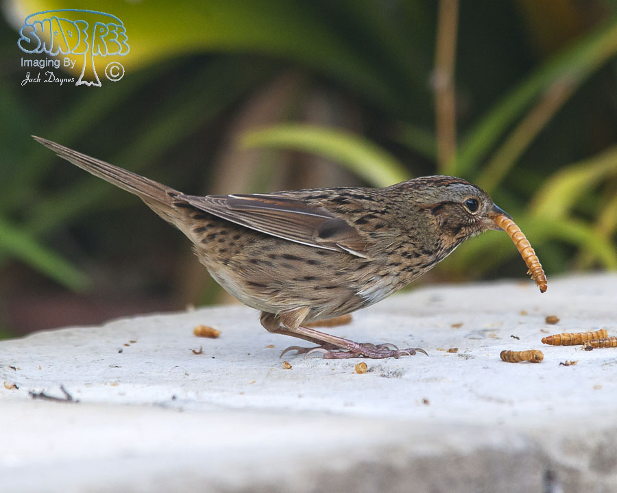 Lincoln's Sparrow - Melospiza lincolnii