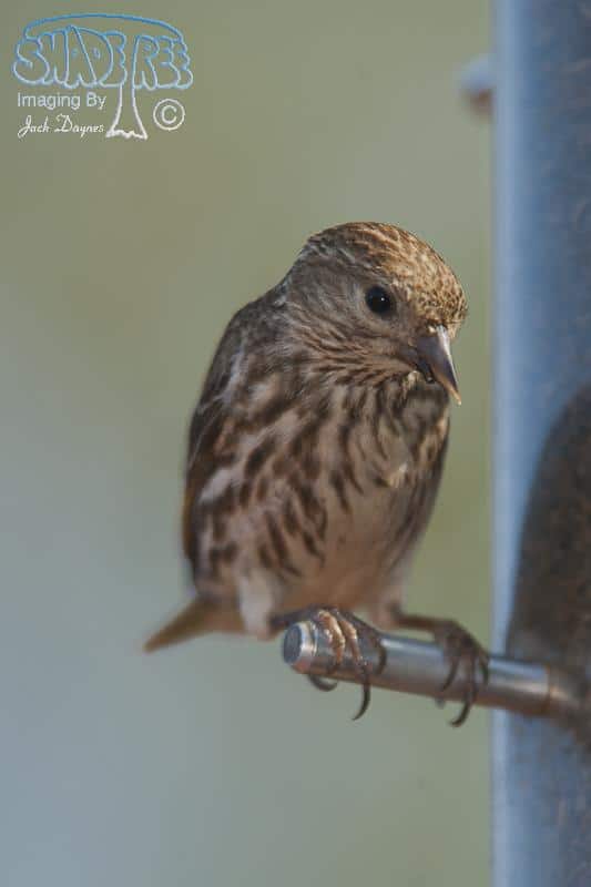 Pine Siskin - Carduelis pinus
