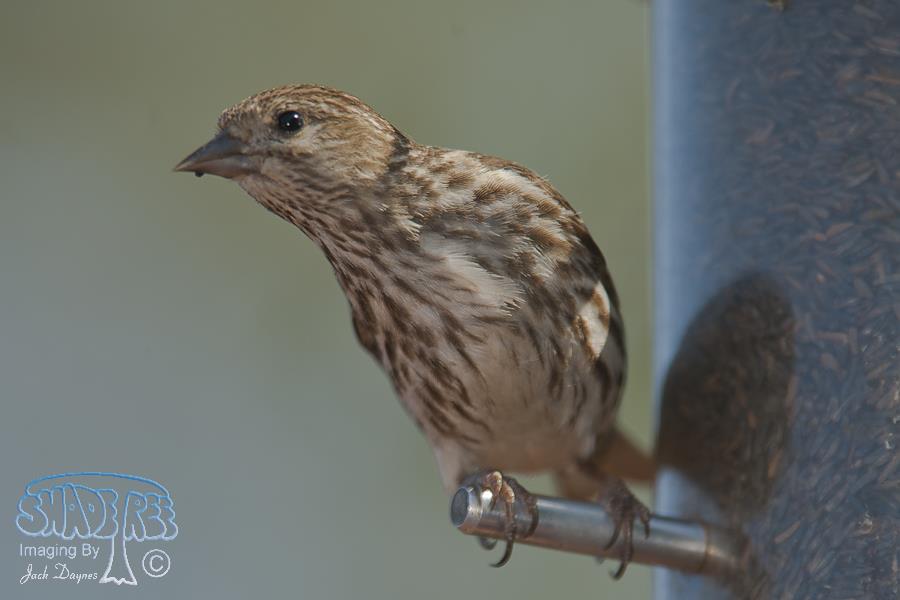 Pine Siskin - Carduelis pinus