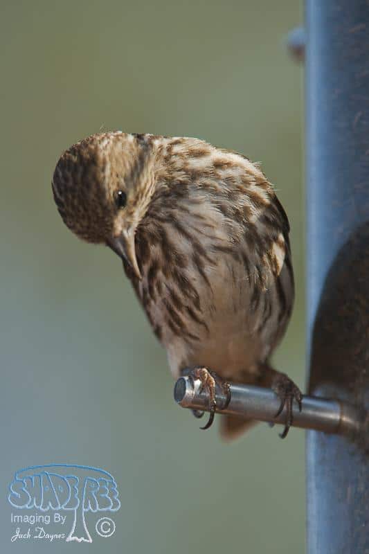 Pine Siskin - Carduelis pinus