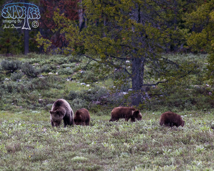 North American Brown Bear - Ursus arctos ssp.