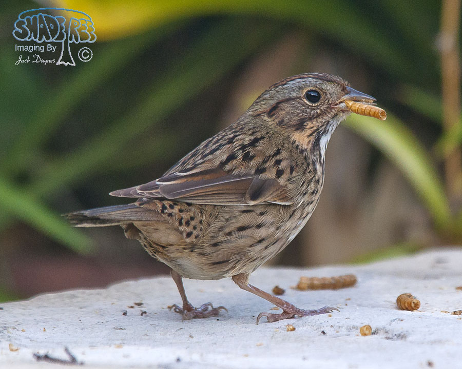 Lincoln's Sparrow - Melospiza lincolnii