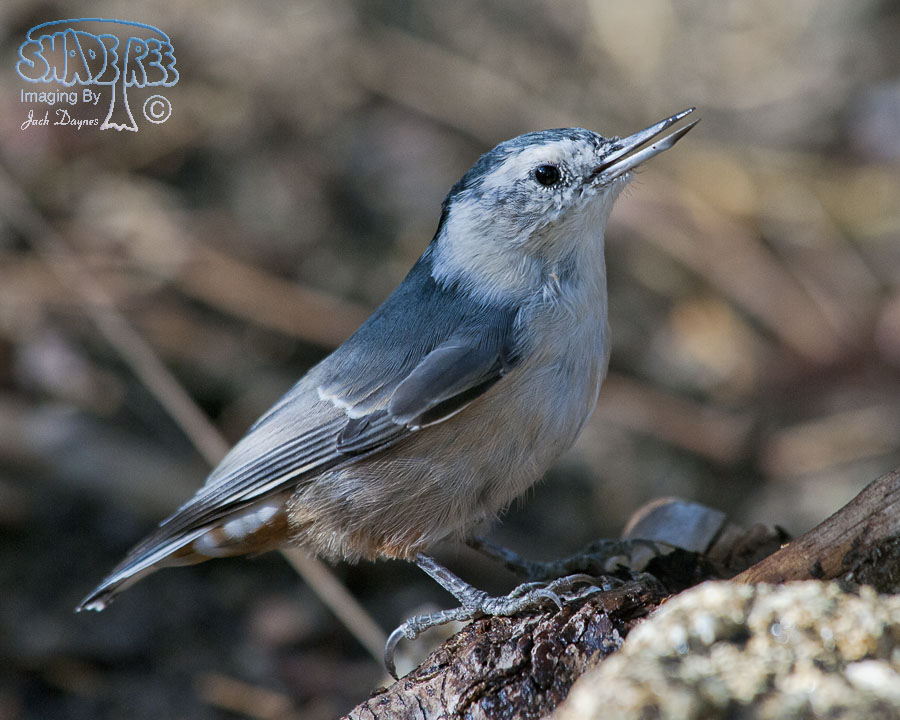 White-Breasted Nuthatch - Sitta carolinensis