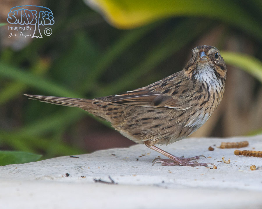 Lincoln's Sparrow - Melospiza lincolnii