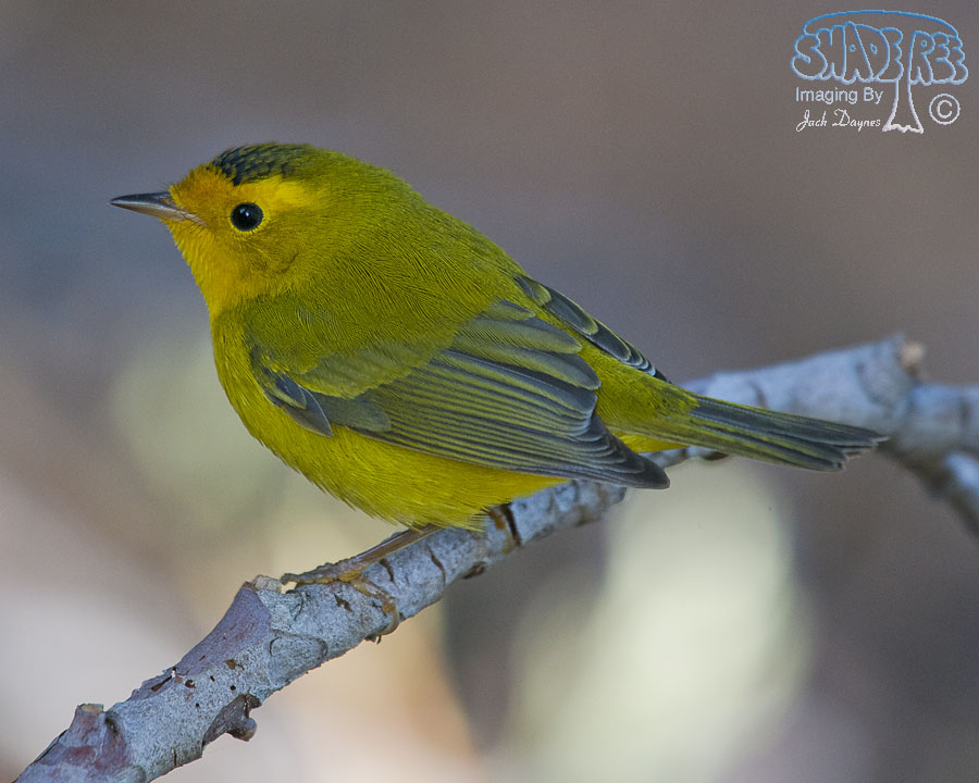 Wilson's Warbler - Cardellina pusilla