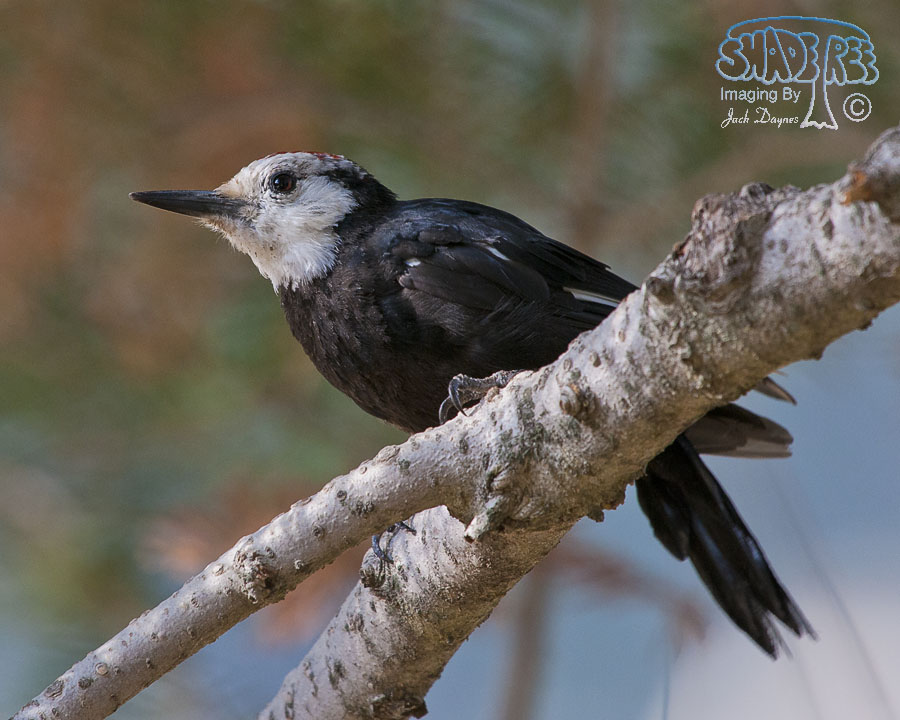 White-Headed Woodpecker - Leuconotopicus albolarvatus