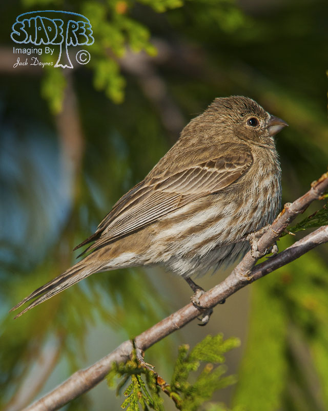 Purple Finch - Haemorhous purpureus