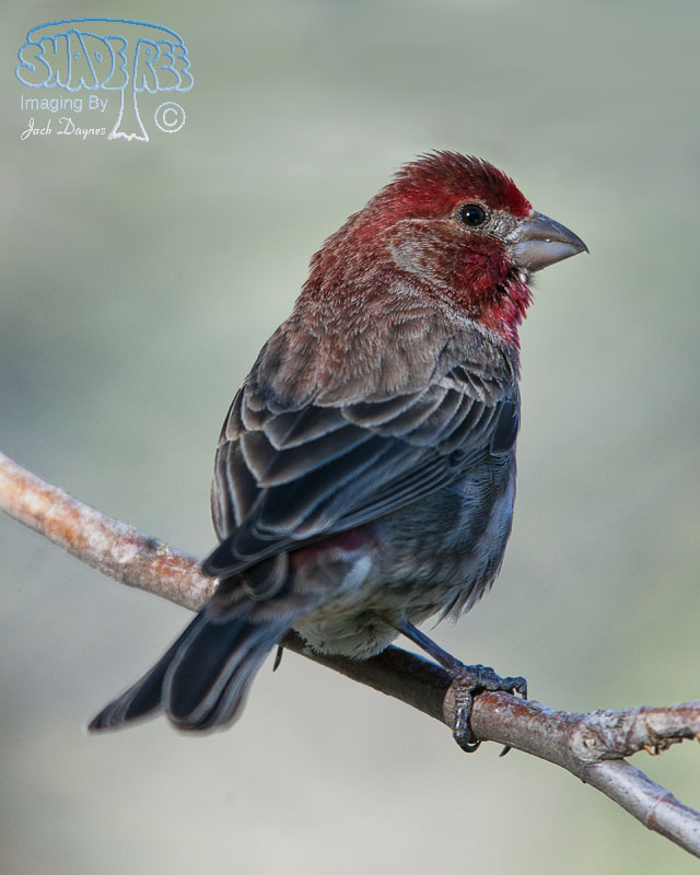 Purple Finch - Haemorhous purpureus