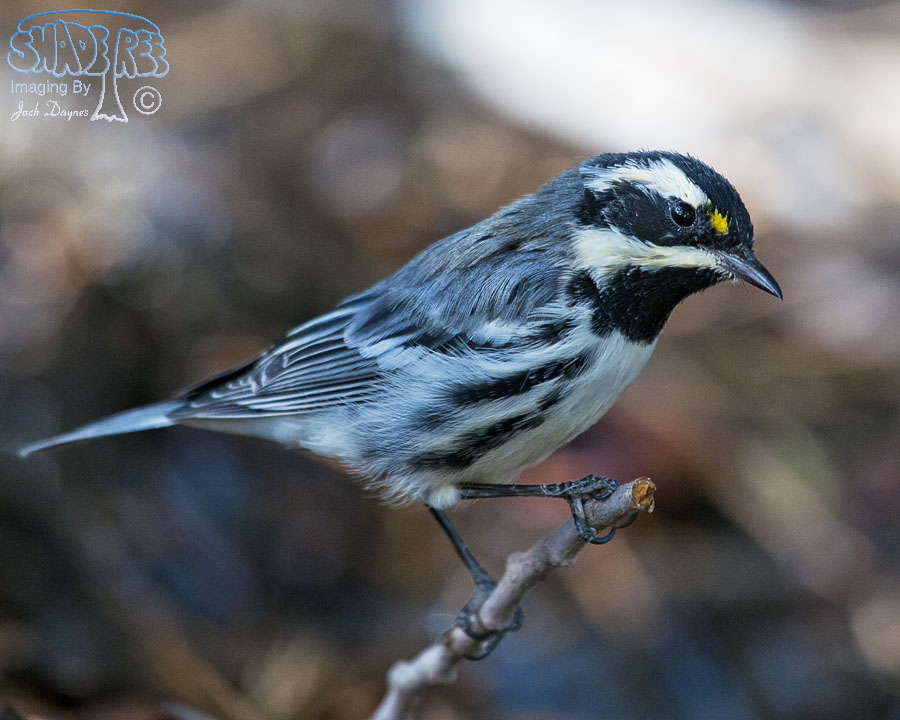 Black-Throated Gray Warbler - Dendroica nigrescens