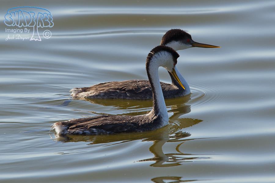 Western Grebe - Aechmophorus occidentalis