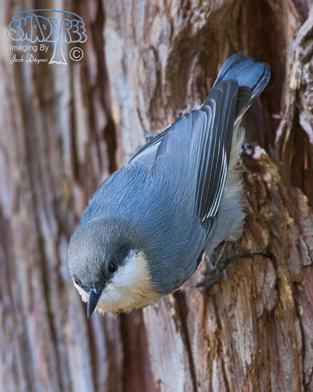 Pygmy Nuthatch - Sitta pygmaea