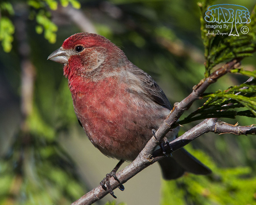 Purple Finch - Haemorhous purpureus