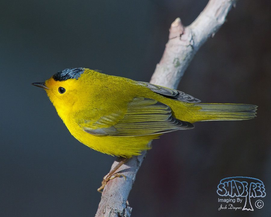 Wilson's Warbler - Cardellina pusilla