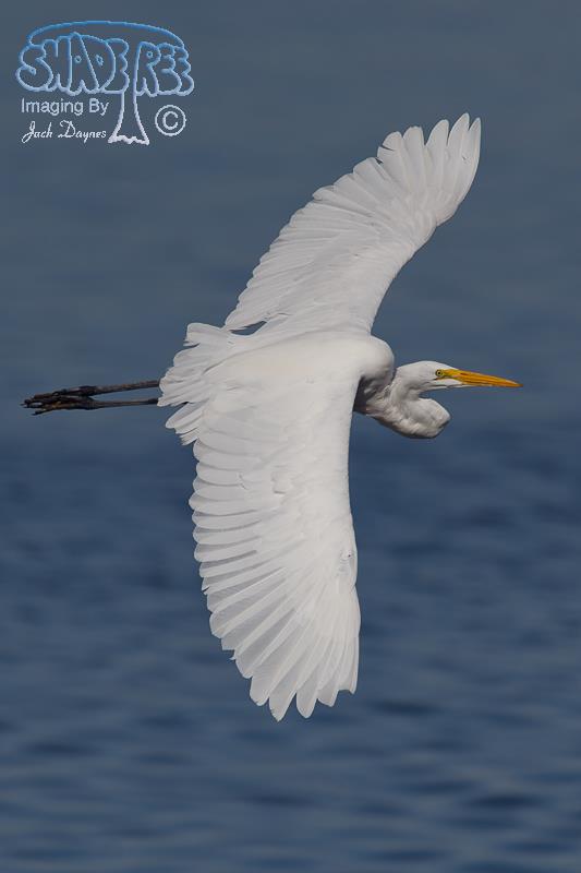 Great Egret - Ardea alba