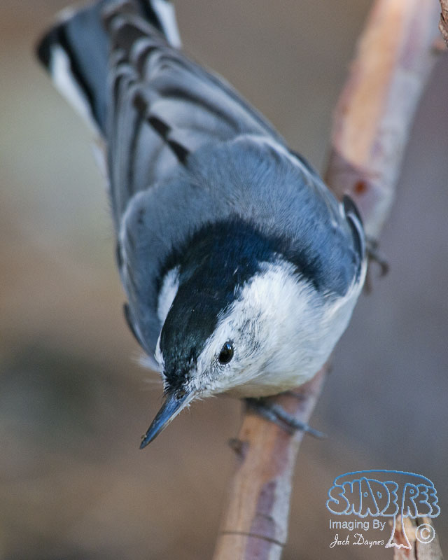 White-Breasted Nuthatch - Sitta carolinensis