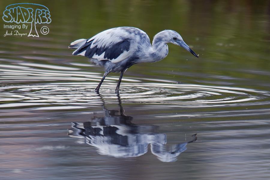 Little Blue Heron - Egretta caerulea