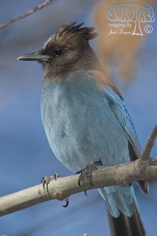Steller's Jay - Cyanocitta stelleri