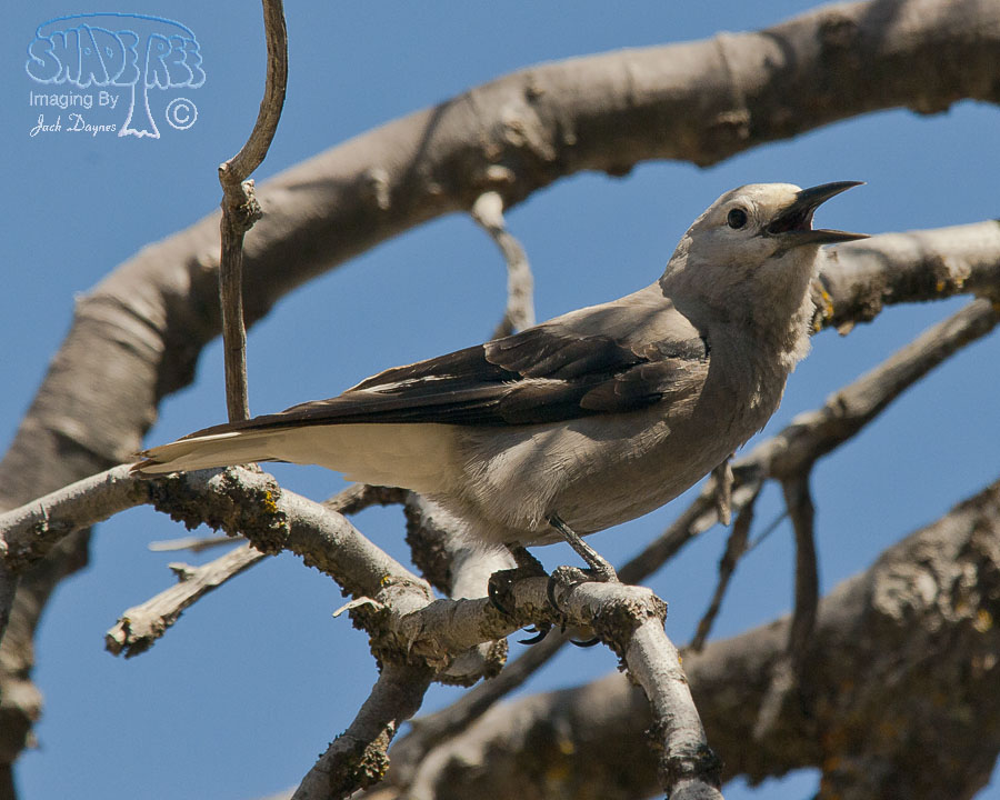 Clark's Nutcracker - Nucifraga columbiana