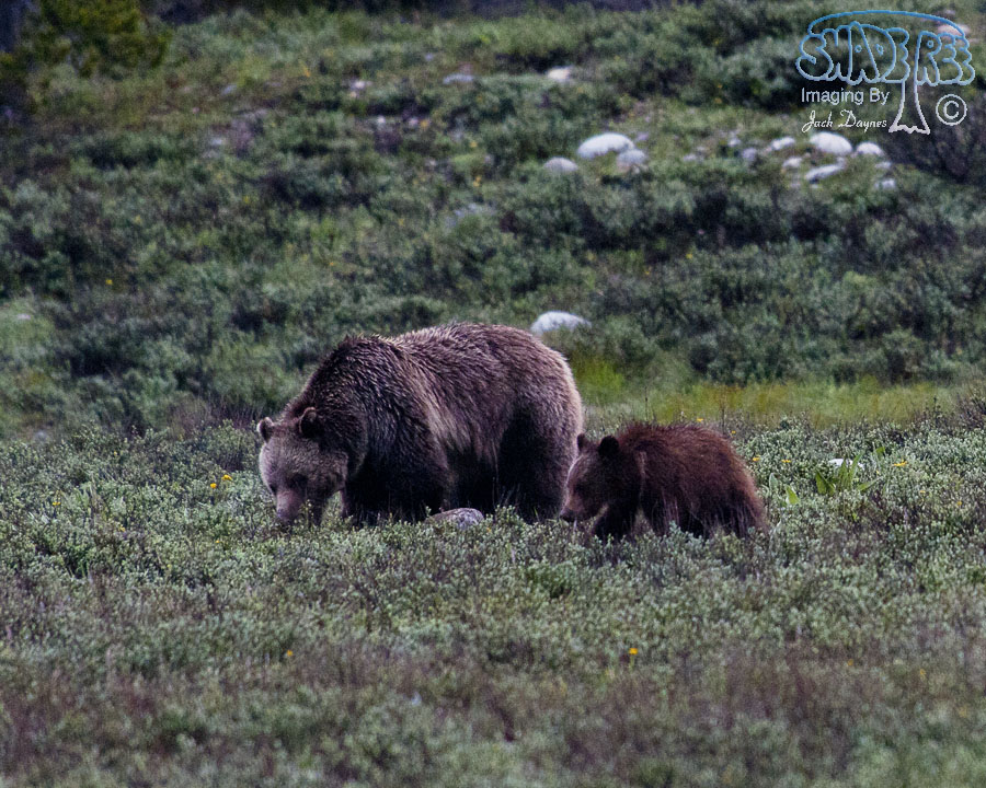 North American Brown Bear - Ursus arctos ssp.