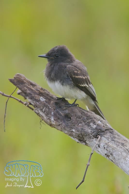 Black Phoebe - Sayornis nigricans