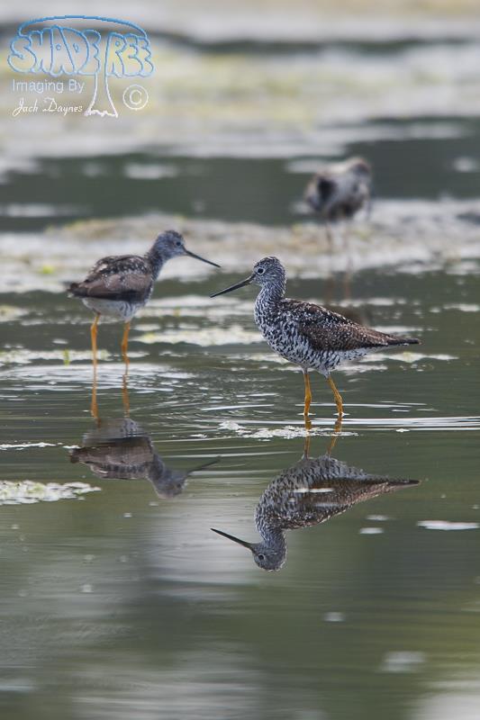 Greater Yellowlegs - Tringa melanoleuca