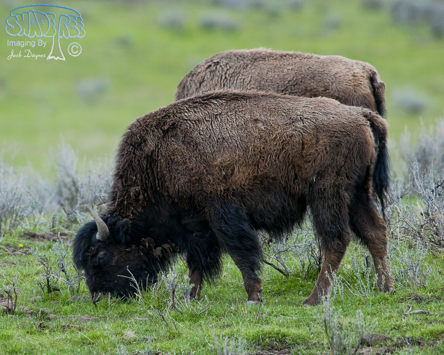 American Bison - Bison bison