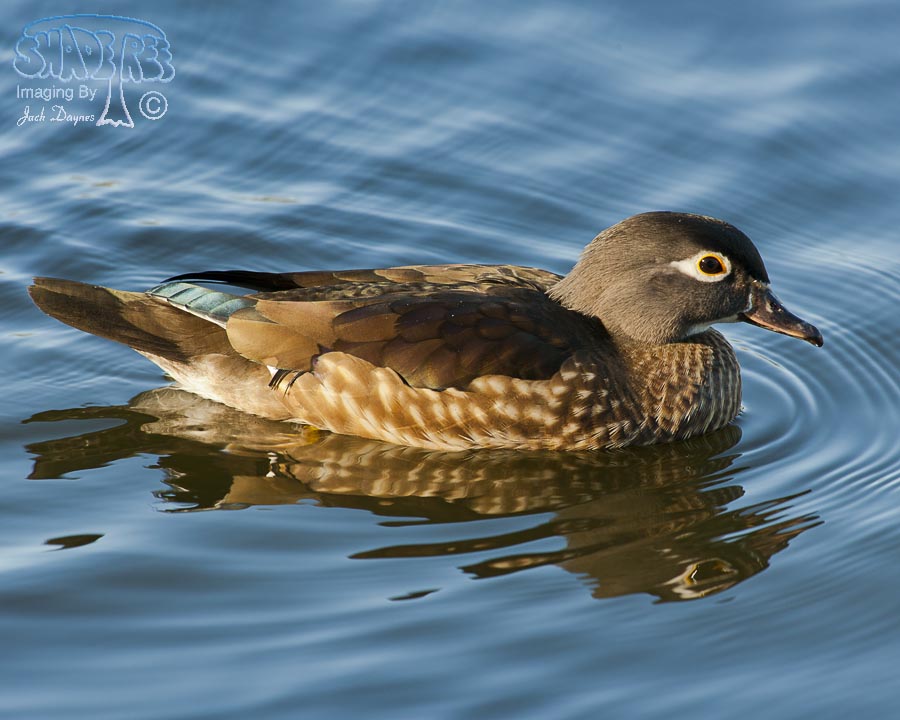 Wood Duck - Aix sponsa