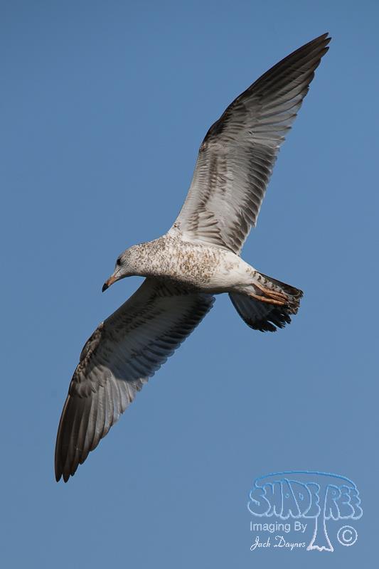 California Gull - Larus californicus