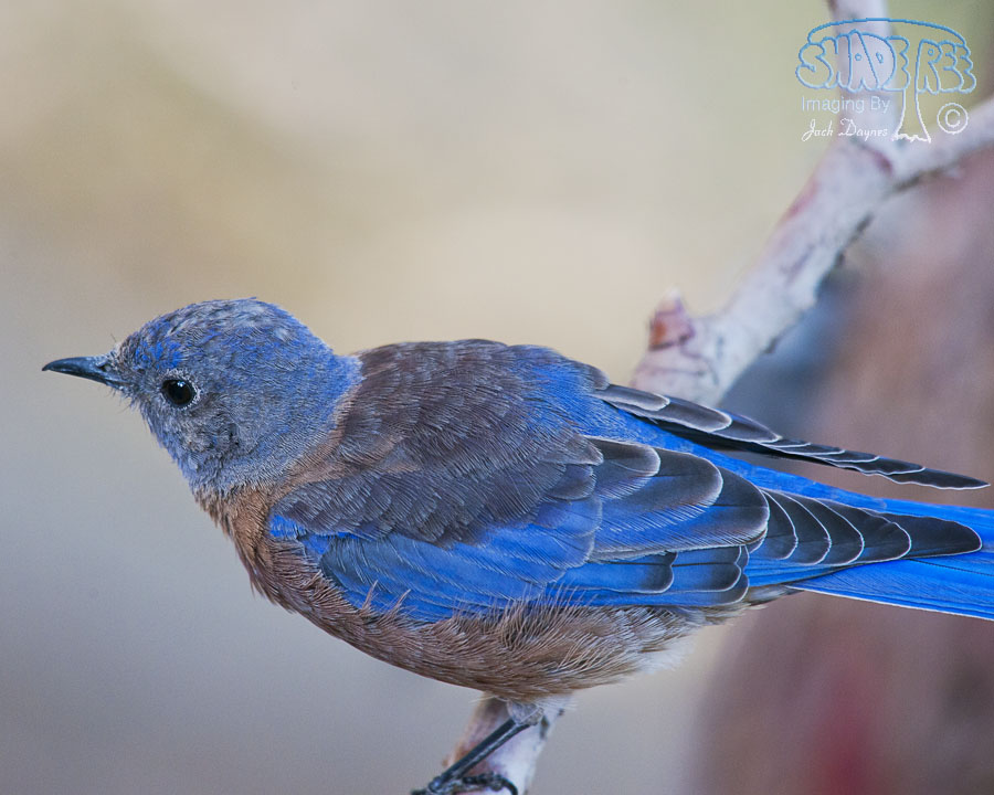Western Bluebird - Sialia mexicana