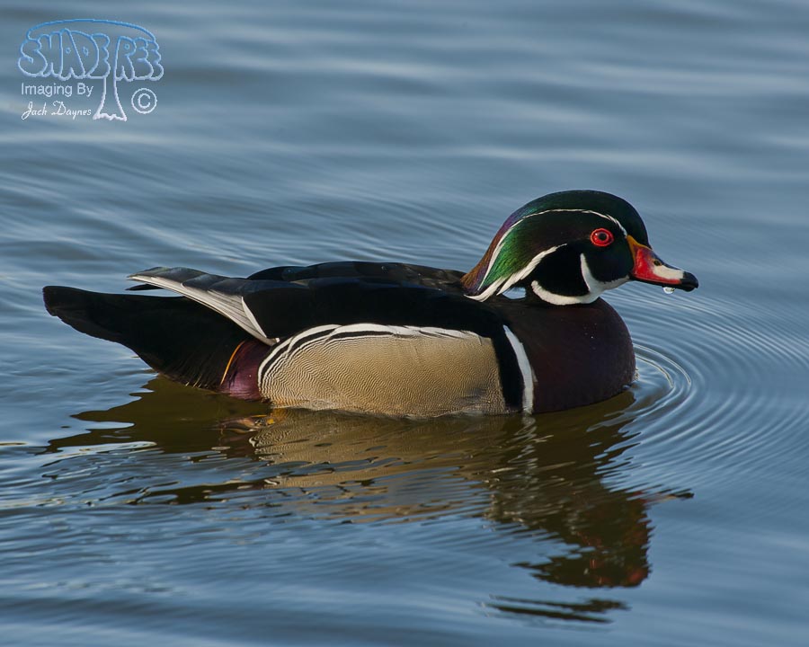 Wood Duck - Aix sponsa