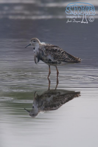 2012-07-13 A ‘Ruff” Day At Famosa Slough