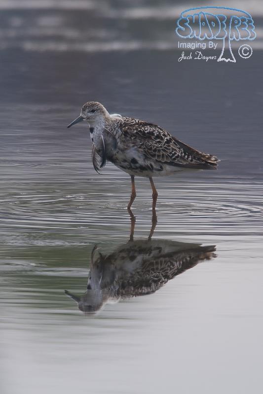 Ruff - Philomachus pugnax