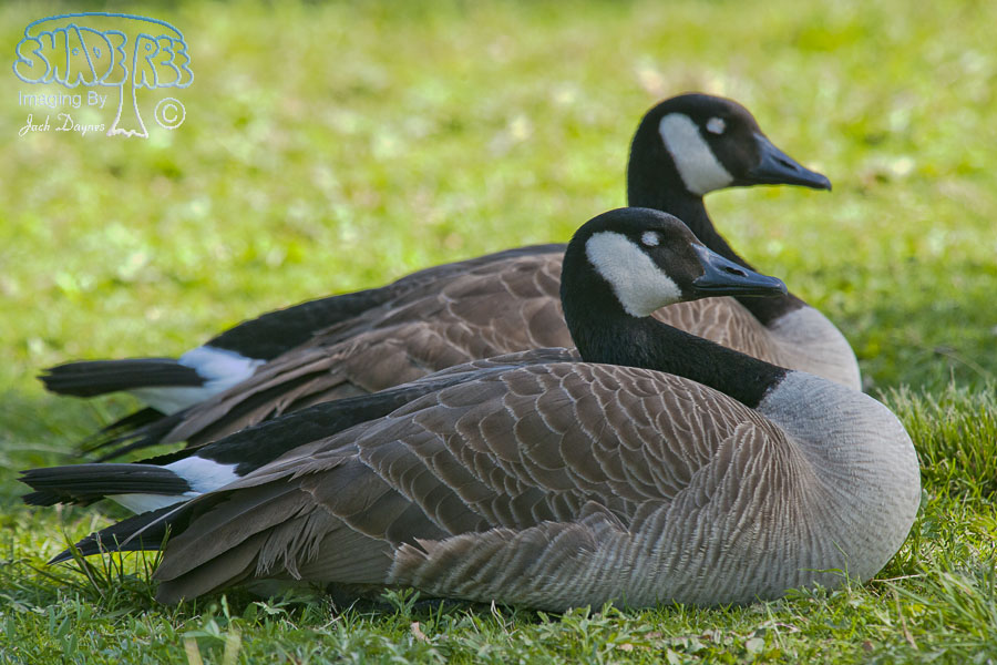 Canada Goose - Branta canadensis
