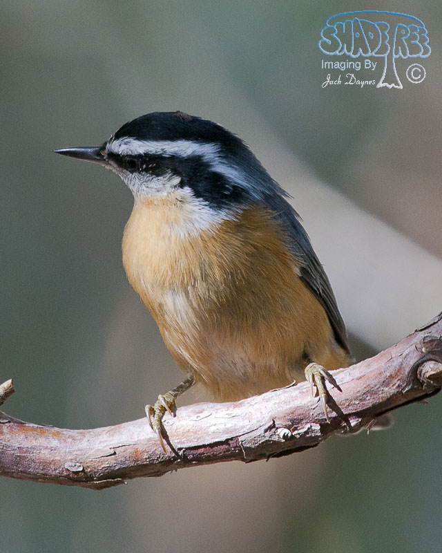 Red-Breasted Nuthatch - Sitta canadensis