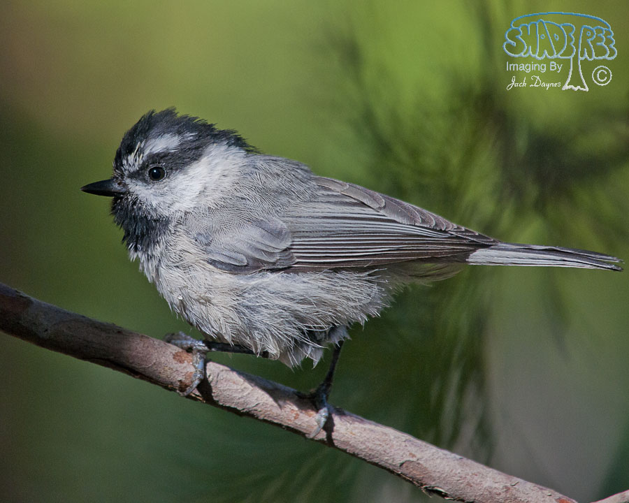 Mountain Chickadee - Poecile gambeli
