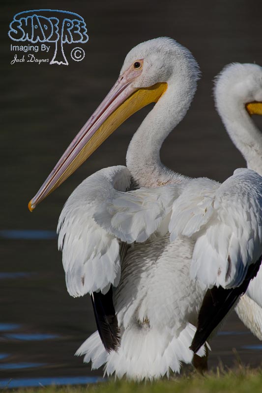 American White Pelican - Pelecanus erythrorhynchos