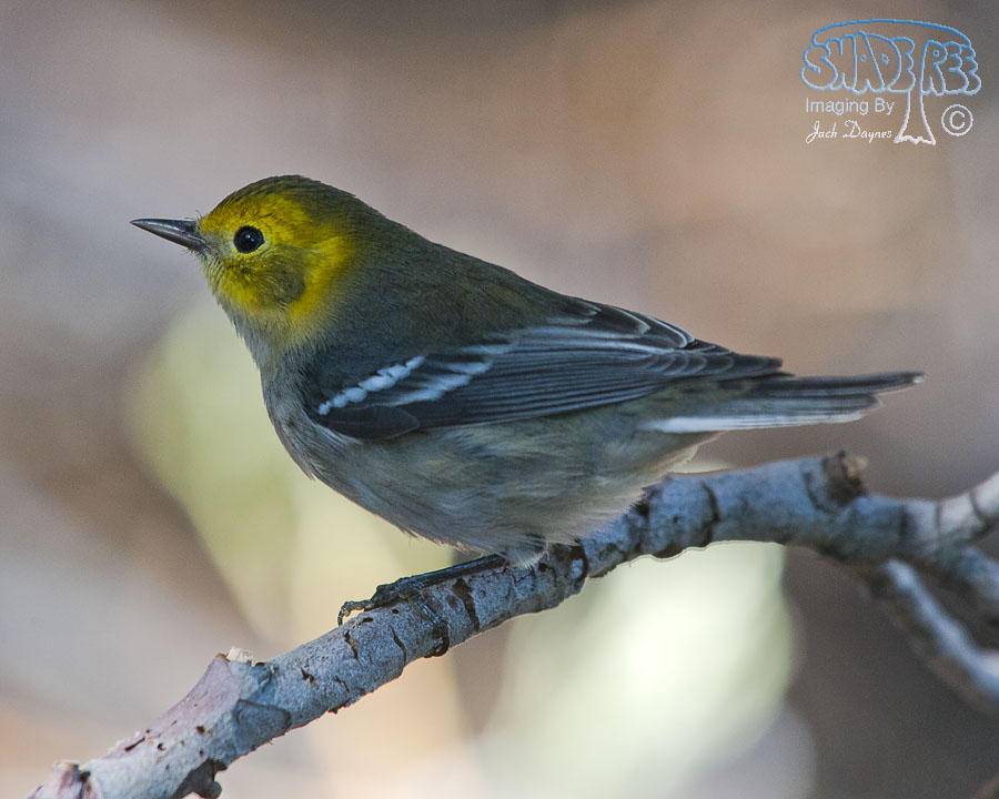 Hermit Warbler - Setophaga occidentalis
