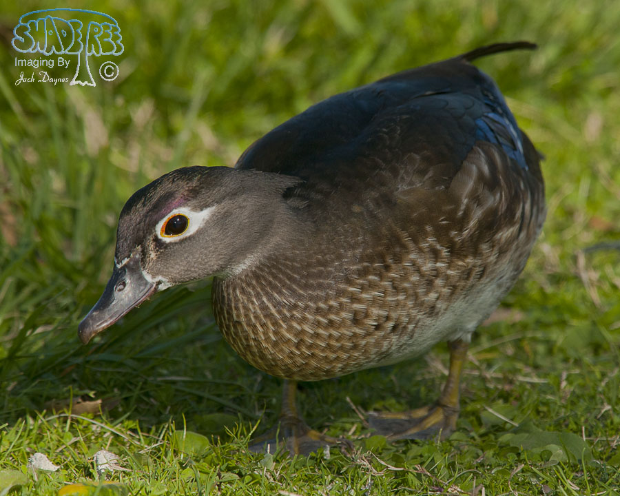 Wood Duck - Aix sponsa