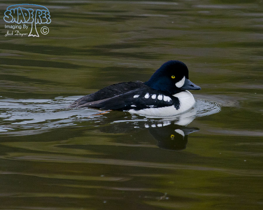 Barrow's Goldeneye - Bucephala islandica