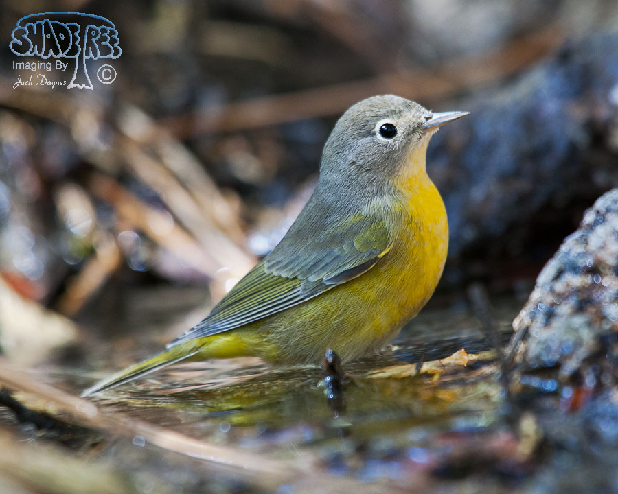 Nashville Warbler - Leiothlypis ruficapilla