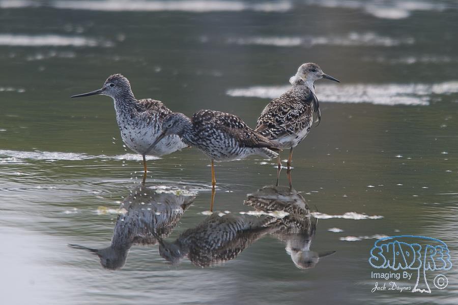 Ruff - Philomachus pugnax