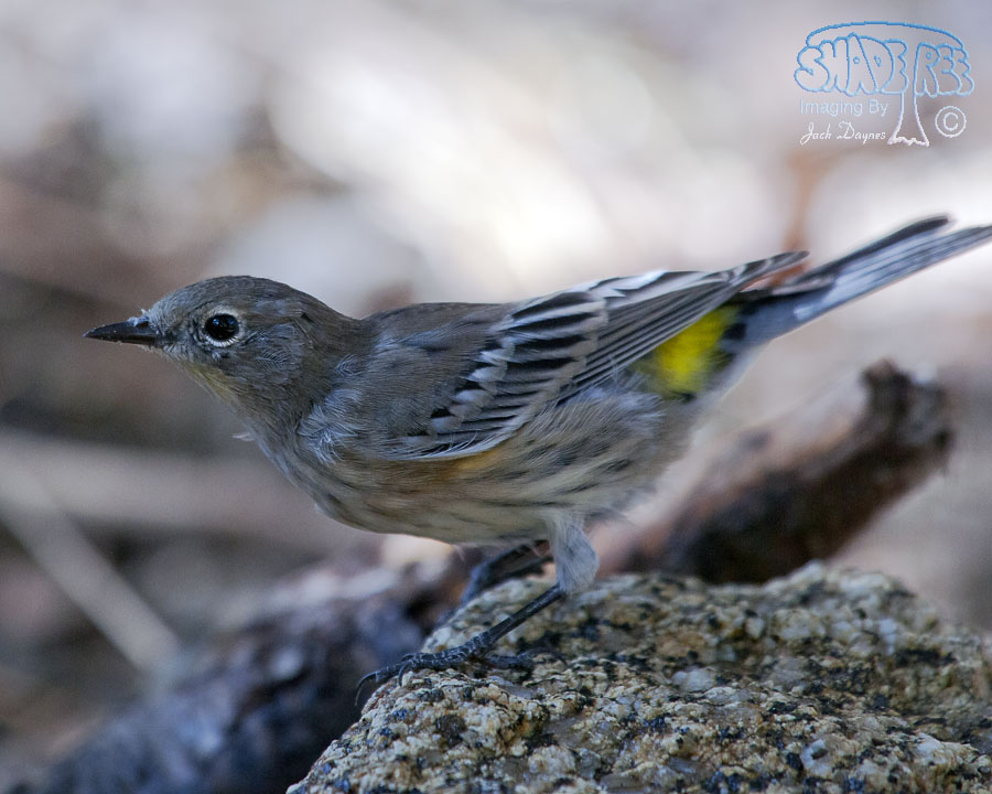 Yellow-Rumped Warbler - Setophaga coronata auduboni