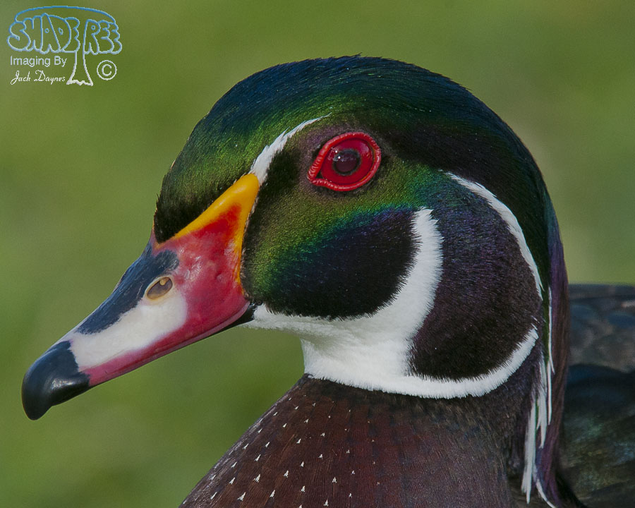 Wood Duck - Aix sponsa